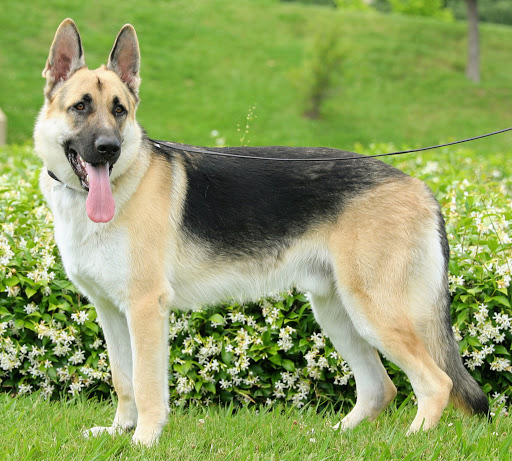 Large old style german shepherds deals